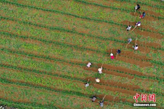 資料圖：農(nóng)民在種植基地勞作。 <a target='_blank' href='http://www.chinanews.com/'>中新社</a>記者 賀俊怡 攝