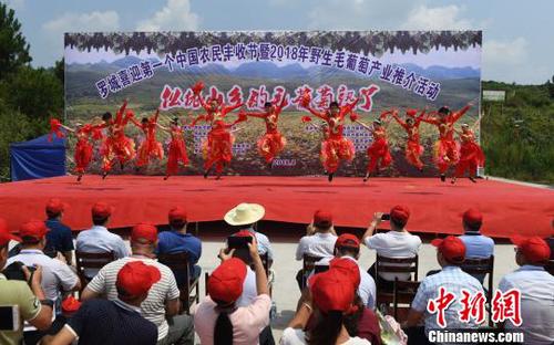 8月23日，羅城縣舉行喜迎第一個(gè)中國農(nóng)民豐收節(jié)暨2018年羅城野生毛葡萄產(chǎn)業(yè)推介活動。　韋如代　攝