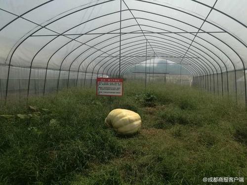 巨人南瓜長到近500斤 工作人員:觀賞完拿去喂豬