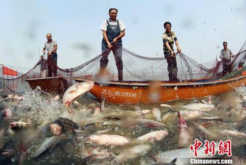 一大網下去撈大魚。　陳新　攝
