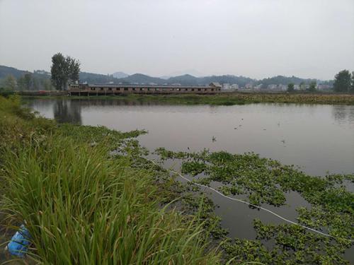 水塘只有一米多深，水面漂著水葫蘆。 澎湃新聞?dòng)浾?明鵲 圖
