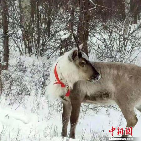 圖為雪中馴鹿。　張瑋 攝
