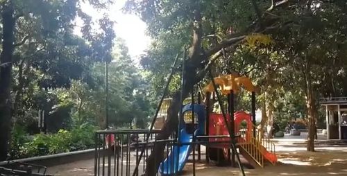 兩棵枯樹賣了1400多萬(wàn) 大媽懊惱：當(dāng)柴火燒了好多