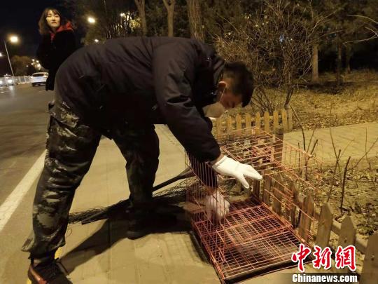 圖為志愿者準備抓捕小狗的工具?！埩只?攝