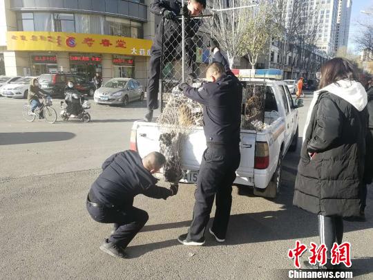 圖為警方將小狗抓獲?！W飛 攝