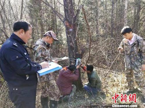 吉林天橋嶺再現野生東北虎專家鑒定其已長期定居