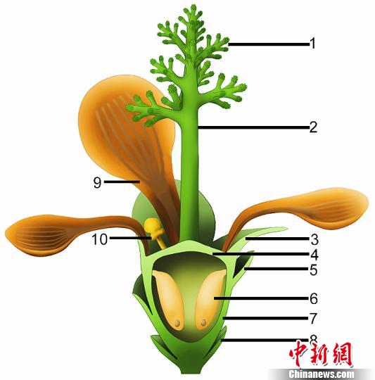 中外科學家發現侏羅紀早期“南京花”為迄今最古老花朵