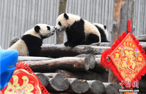 1月31日，11只2018年新生大熊貓寶寶在中國(guó)大熊貓保護(hù)研究中心臥龍神樹(shù)坪基地集體亮相，在辭舊迎新之際，為全球人民送上最“軟萌”的豬年祝福。它們?cè)诠ぷ魅藛T布置的充滿(mǎn)新春喜慶氛圍的環(huán)境里東看看，西聞聞，憨態(tài)十足，萌翻全場(chǎng)。安源 攝2