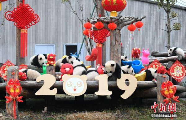 1月31日，11只2018年新生大熊貓寶寶在中國(guó)大熊貓保護(hù)研究中心臥龍神樹(shù)坪基地集體亮相，在辭舊迎新之際，為全球人民送上最“軟萌”的豬年祝福。它們?cè)诠ぷ魅藛T布置的充滿(mǎn)新春喜慶氛圍的環(huán)境里東看看，西聞聞，憨態(tài)十足，萌翻全場(chǎng)。圖為大熊貓寶寶集體亮相。安源 攝
