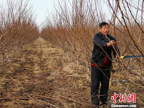 隨著子女長大、父母衰老，家中經濟壓力逐年增大，劉奉智父親在務工、種莊稼之余，又種了一些桃樹，贍養父母、供養子女讀書。　郝學娟 攝