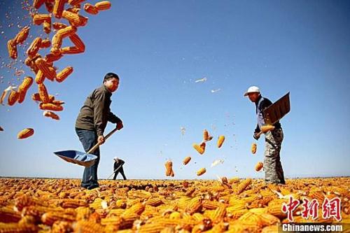 資料圖。農(nóng)民揮動(dòng)鐵锨晾曬玉米，使得滿地盡帶“黃金甲”，成為一道靚麗的風(fēng)景線。趙琳 攝