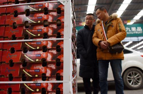 中國吃貨養活智利50萬人:車厘子出口中國或再漲17%