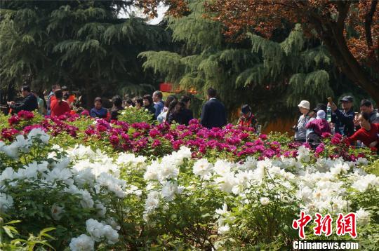 進入四月，洛陽市各大公園的牡丹已經(jīng)開放，吸引眾多賞花游客。　韓章云 攝