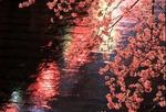 東京目黑川兩岸櫻花盛開