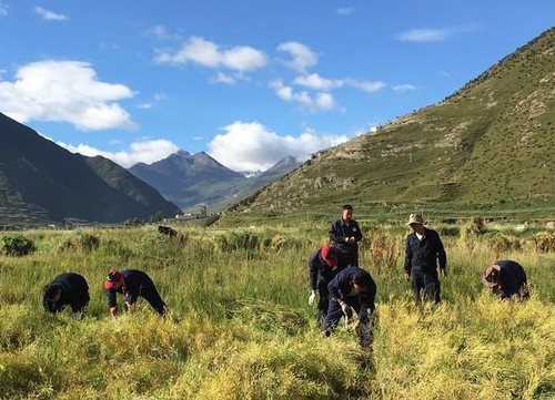 華泰龍公司駐村隊員協助當地村民收割農作物