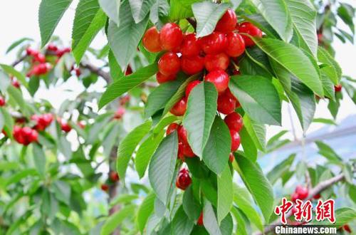圖為櫻桃示范基地的櫻桃，由于特殊的氣候和地理條件，再加上雪山融水的灌溉，櫻桃含糖量超過30度，櫻桃直徑普遍達到25毫米，最大的有38毫米。　魯?shù)り?攝