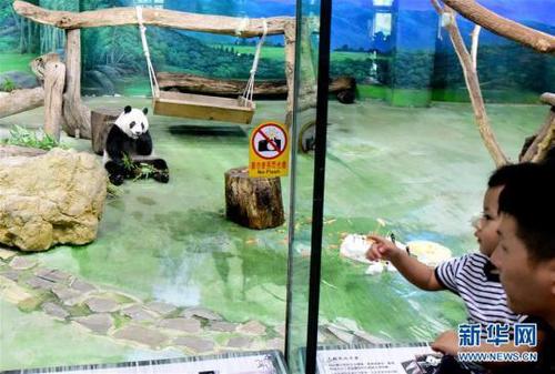 游客在臺北動物園參觀大熊貓“圓仔”。新華社記者朱祥攝