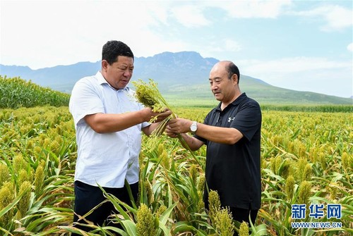 赤峰市農牧科學研究院研究員王昇(右)與笤帚苗種植戶在巴林左旗林東鎮的田地中查看笤帚苗長勢。 赤峰市農牧科學研究院研究員王昇(右)與笤帚苗種植戶在巴林左旗林東鎮的田地中查看笤帚苗長勢。