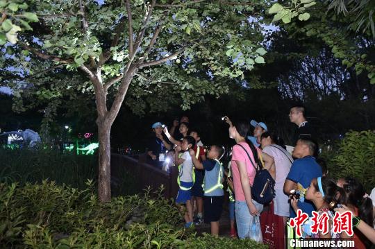 第二屆昆蟲藝術科普展增設夜間場，游客可觀察昆蟲夜間活動的行為。主辦方供圖