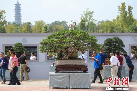 圖為2019年國際盆景賞石大會暨中國？遵義第四屆交旅投杯盆景展現場?！■暮陚?攝