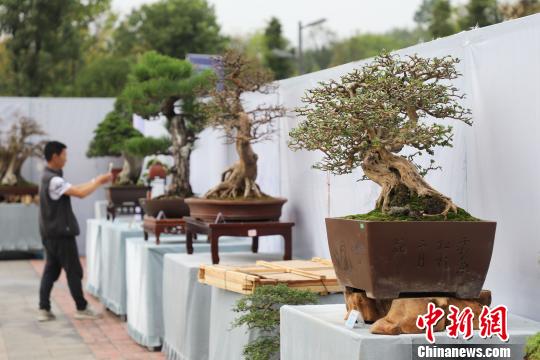 圖為2019年國際盆景賞石大會暨中國？遵義第四屆交旅投杯盆景展現場?！■暮陚?攝