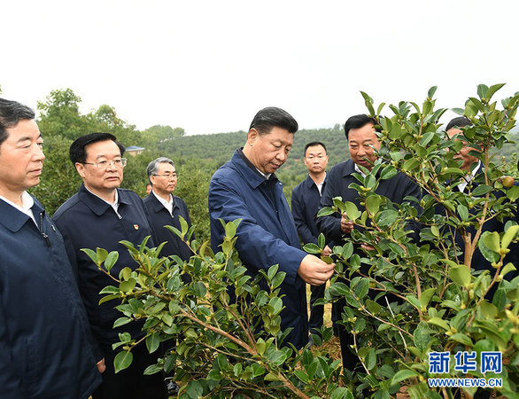 9月16日至18日，中共中央總書記、國(guó)家主席、中央軍委主席習(xí)近平在河南考察。這是17日上午，習(xí)近平來到信陽市光山縣槐店鄉(xiāng)司馬光油茶園，實(shí)地察看油茶樹種植和掛果情況。 新華社記者 謝環(huán)馳 攝