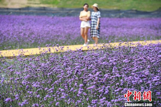 圖為民眾在蘭州新區(qū)網(wǎng)紅打卡地“臨港花海”散步。　魏建軍 攝