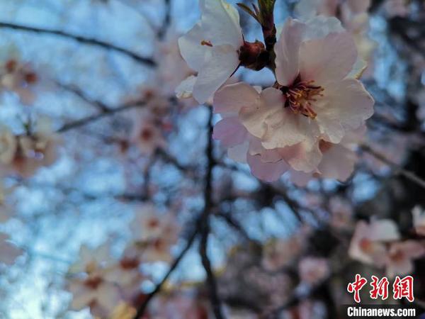 圖為林芝盛開的桃花，2019年3月29日，林芝第十七屆桃花旅游文化節在巴宜區開幕(資料圖)。　張偉 攝