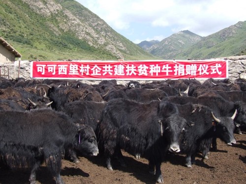 可可西里集團(tuán)村企共建扶貧種牛捐贈(zèng)儀式
