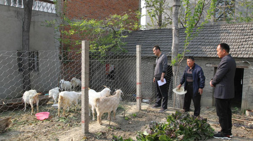 圖為：利辛縣農業農村局工作人員在認真核對貧困戶養羊數量。