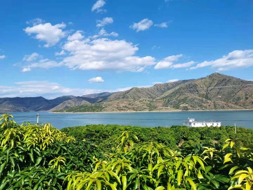 華坪境內(nèi)的芒果種植園區(qū)。人民政協(xié)網(wǎng)記者 付振強(qiáng) 攝