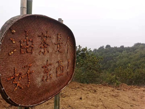在商城縣白沙嶺萬畝油茶園，一處指引牌上寫著“油茶是個(gè)好東西！”。人民政協(xié)網(wǎng)記者付振強(qiáng) 攝