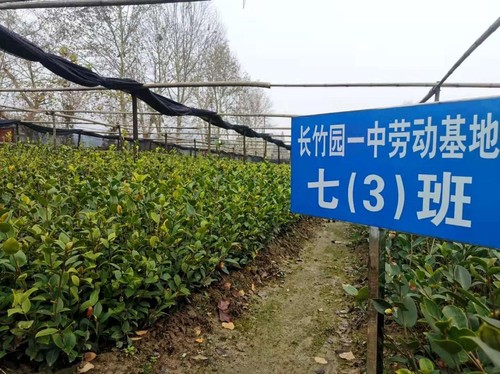 商城縣一處油茶良種繁育基地，同時(shí)也是當(dāng)?shù)刂袑W(xué)的勞動(dòng)基地。 人民政協(xié)網(wǎng)記者付振強(qiáng) 攝