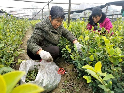 商城縣一處油茶良種繁育基地內(nèi)，附近農(nóng)戶實(shí)現(xiàn)家門口就業(yè)。人民政協(xié)網(wǎng)記者付振強(qiáng) 攝