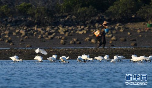 12月28日，黑臉琵鷺在海南新盈紅樹林國家濕地公園的灘涂上覓食。