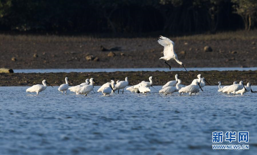 12月28日，黑臉琵鷺在海南新盈紅樹林國家濕地公園的灘涂上覓食、嬉戲。