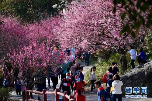 2月1日，游人在福州鼓山梅里景區(qū)賞梅。