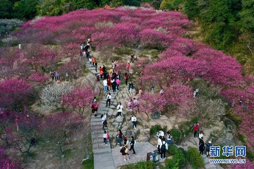 2月1日，游人在福州鼓山梅里景區(qū)賞梅（無人機照片2）。