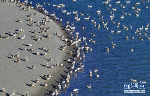 　　西藏雅尼國家濕地公園水鳥翔集（2月2日攝）。