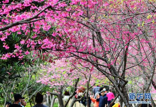 2月1日，游人在福州國(guó)家森林公園里賞櫻。