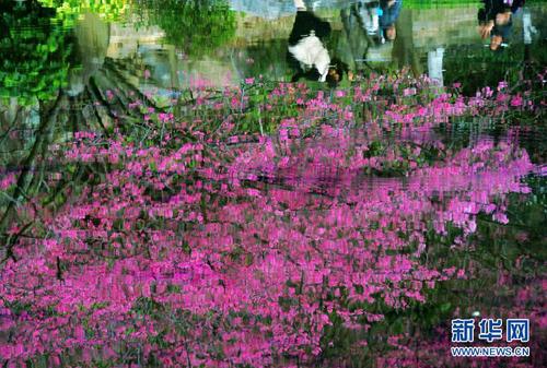 在福州國(guó)家森林公園，盛開(kāi)的櫻花和綠樹(shù)倒映在清澈的湖水里（2月1月攝）。
