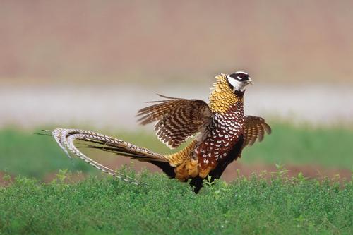 鳥類－白冠長尾雉－馮江(100879)-20210218085458