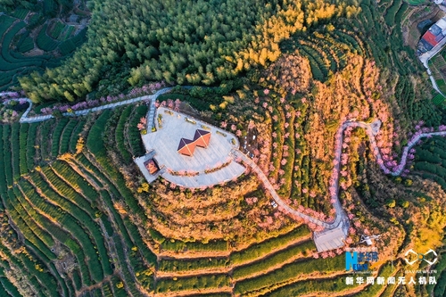 白交祠村去年初從外地引進(jìn)了近400株廣州櫻，著力打造“廈門市最高的賞櫻平臺”。新華網(wǎng)發(fā)（夏海濱 攝）1
