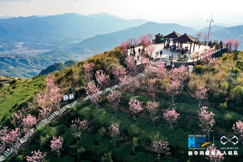 2白交祠村去年初從外地引進(jìn)了近400株廣州櫻，著力打造“廈門市最高的賞櫻平臺”。新華網(wǎng)發(fā)（夏海濱 攝）