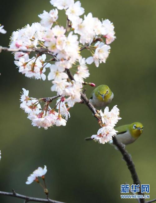1   2月15日，在湖南省衡陽市雁峰區五星村，繡眼鳥在櫻花樹枝頭停歇。