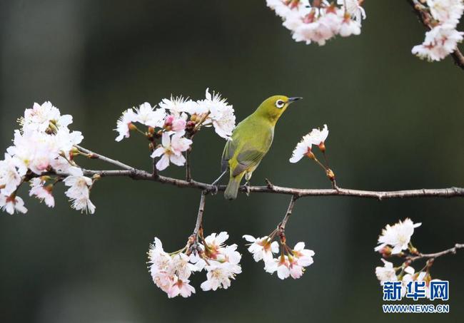 2   2月15日，在湖南省衡陽市雁峰區五星村，繡眼鳥在櫻花樹枝頭停歇。