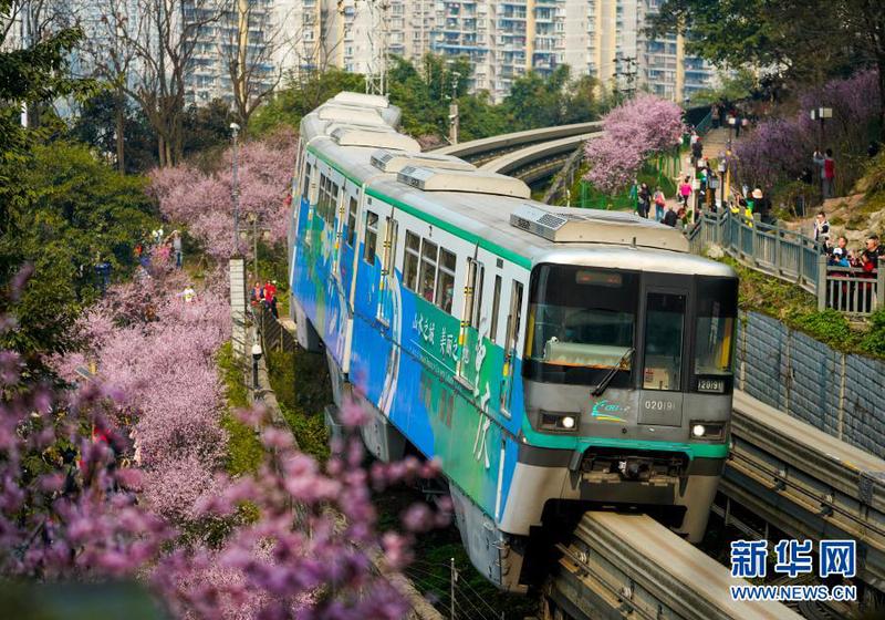 2月23日，在重慶軌道交通2號線佛圖關段，一列單軌列車穿越花海奔馳而過。