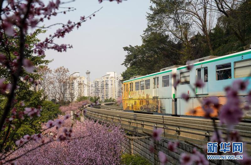 2月23日，在重慶軌道交通2號線佛圖關段，一列單軌列車穿越花海奔馳而過。2