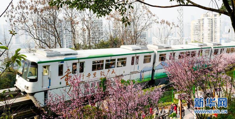 2月23日，在重慶軌道交通2號線佛圖關段，一列單軌列車穿越花海奔馳而過。3
