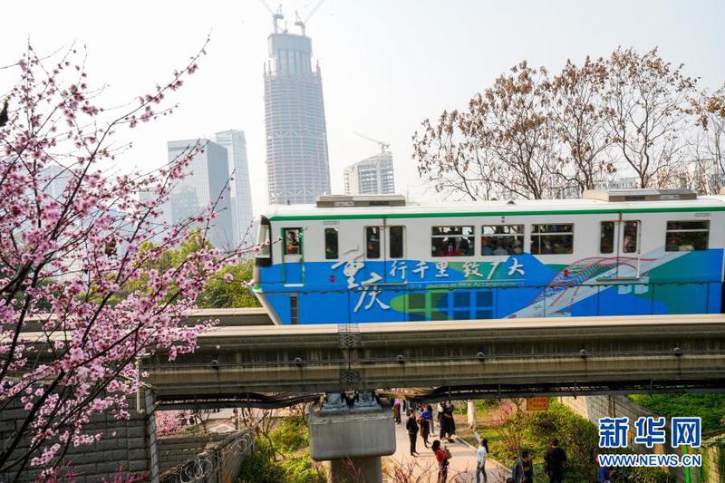 2月23日，在重慶軌道交通2號線佛圖關段，一列單軌列車穿越花海奔馳而過。4